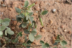 Atylosia scarabaeoides